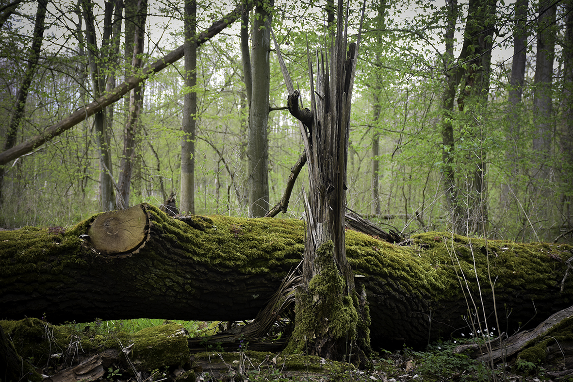 Już wiele lat temu na terenie obecnego rezerwatu Zielonogórski Las Odrzański leśnicy ograniczyli gospodarkę leśną (Fot. Przemysław Kozłowski)
