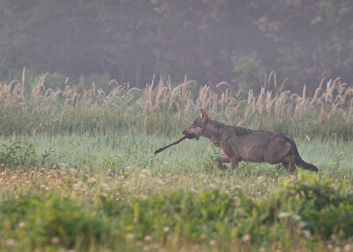 Bez świadków (Fot. Patryk Sikora)