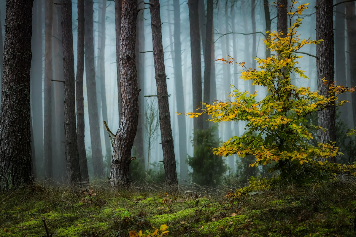 Czekając na elfy (Fot. Jarosław Ramucki)