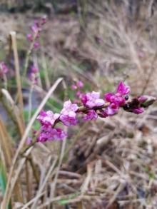 "Wiosna, ach to Ty..."